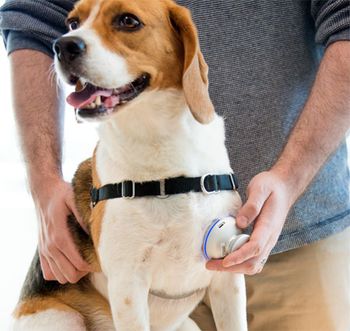 Stethee-Vet-Dog-3_450.jpg