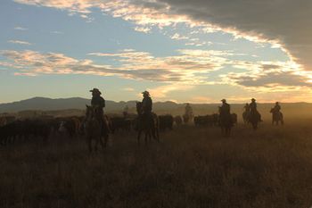 veterinary-horses-for-heroes-1-450.jpg