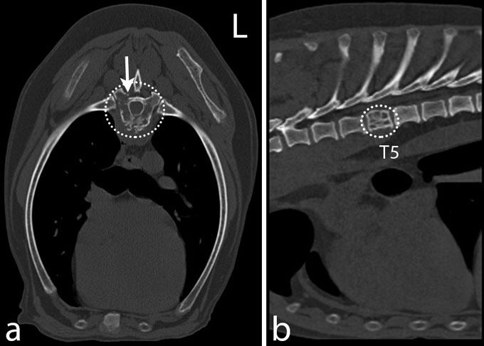 how-long-do-dogs-live-with-multiple-myeloma