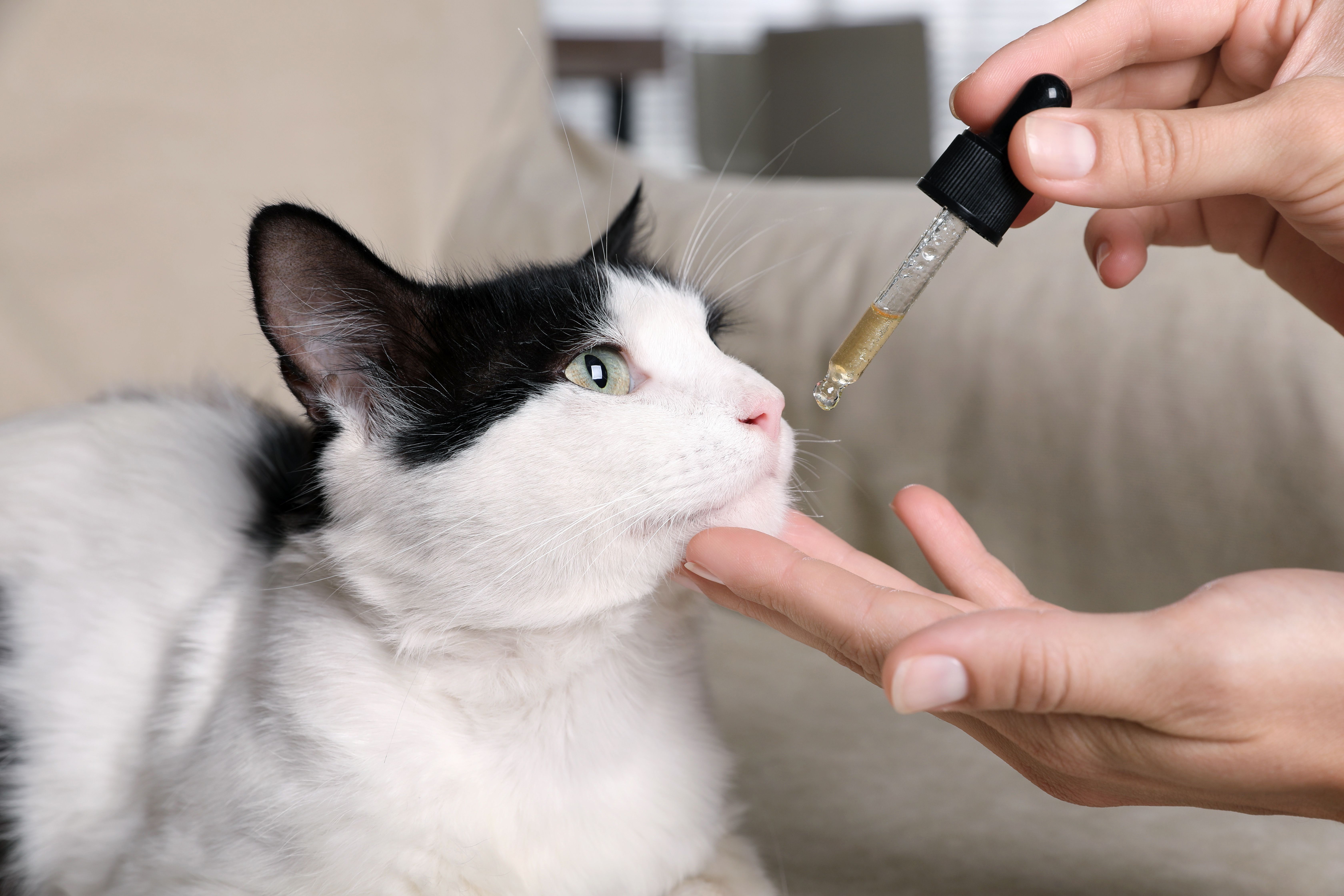 Discover How CBD for Cats Can Improve Your Pet’s Daily Life Naturally Discover How CBD for Cats Can Improve Your Pet’s Daily Life Naturally