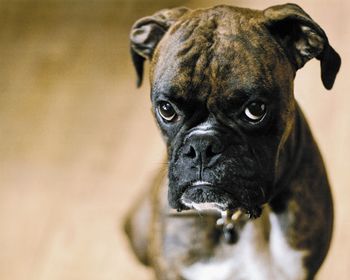 veterinary-Am-I-in-trouble_460px_103495929-1.jpg