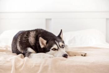 Sick dog