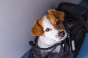 dog in carrier