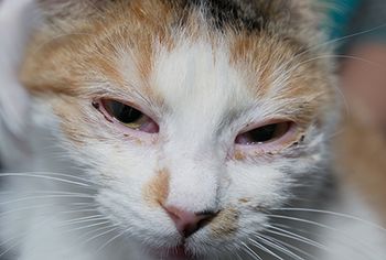 veterinary_cat_herpesvirus_conjunctivtis_gabriel_AdobeStock_249910152_450.jpg