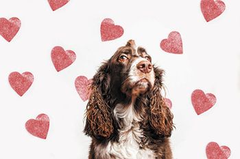 veterinary-cute-springer-spaniel-dog-with-a-heart-background-450px-shutterstock-361936430.jpg