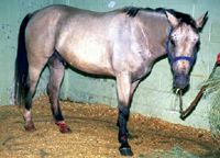 Liver Disease In The Horse Clinical Signs And Diagnostic Aids Liver Disease In The Horse Clinical Signs And Diagnostic Aids