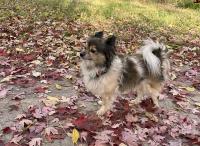 Pomeranian survives multi-drug exposure at music festival