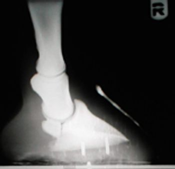 dvm1210Floyd6_t-698397-1384226777998.jpg