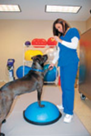 veterinary_AVCG4-654795-1384333252185.jpg
