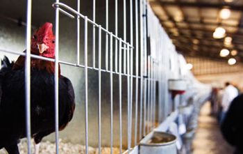 veterinary_battery_hens_chicken_97972809_flash-838872-1404209970764.jpg