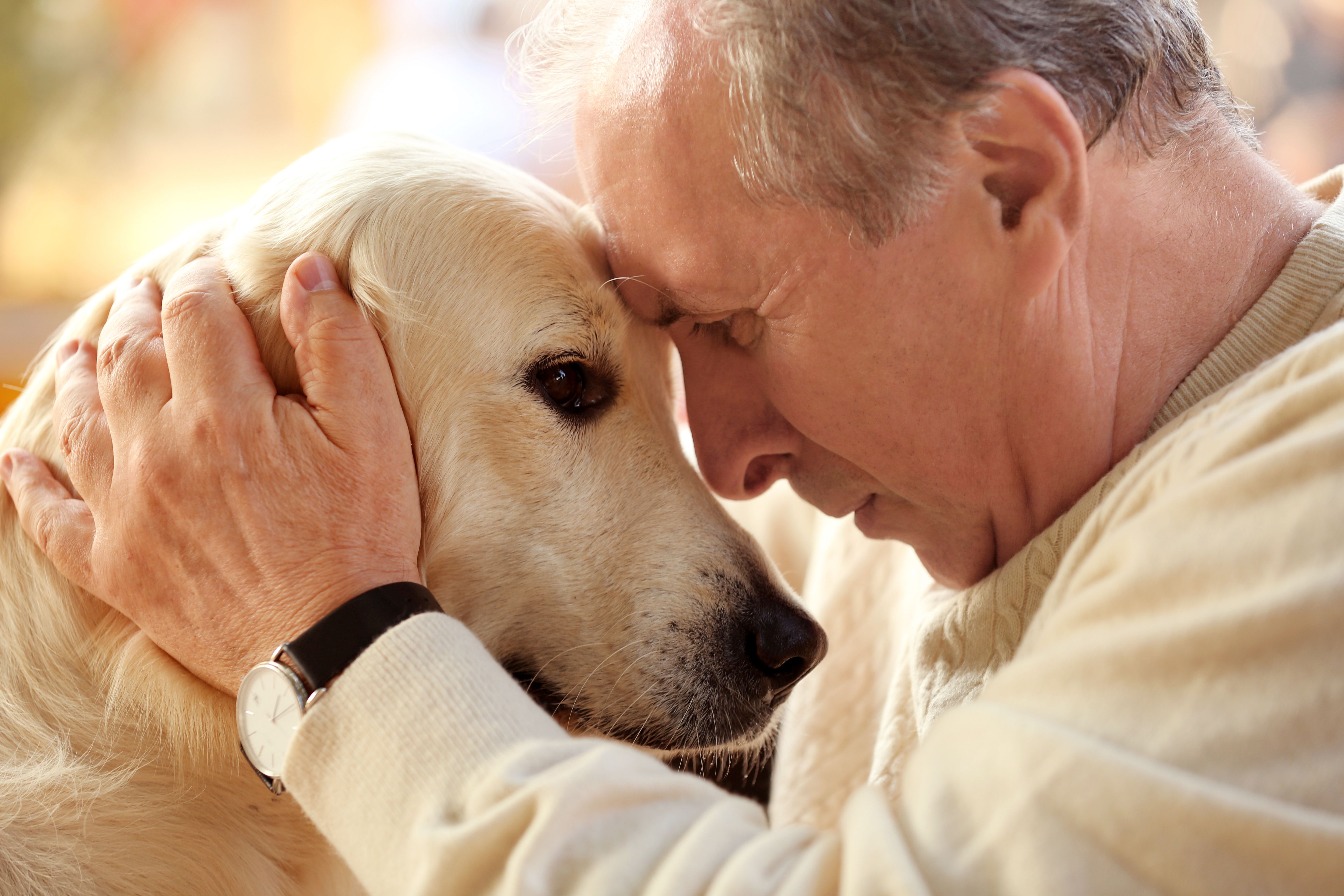 grieving the loss of a pet after euthanasia forum