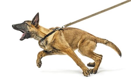 Training dogs not to lunge, growl, and 