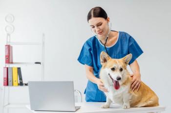 Modern veterinarian