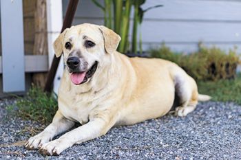 veterinary-dog-fat-450px-shutterstock-577506304.jpg