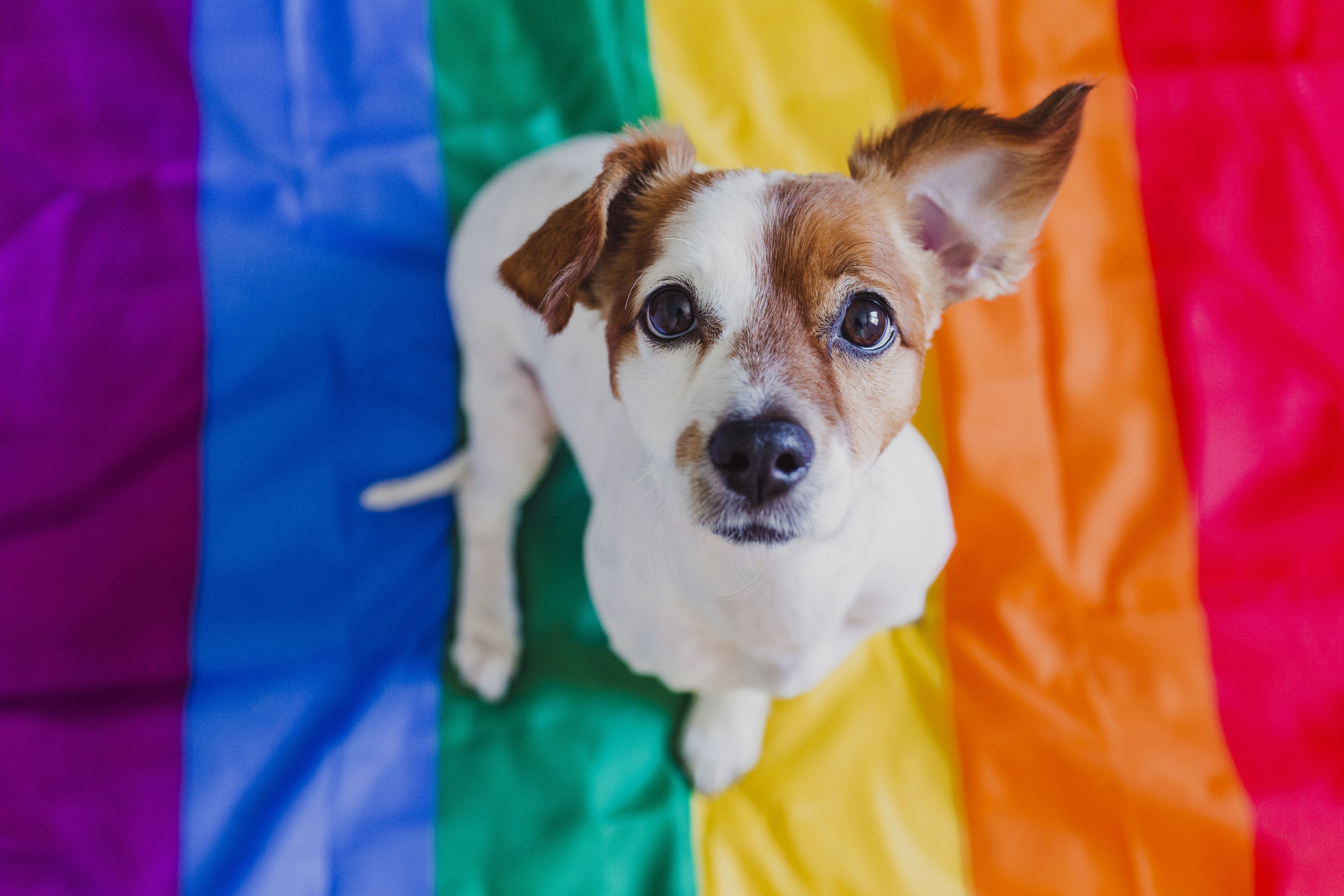 dog pride flag