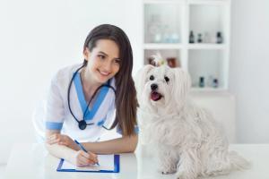 veterinarian with white dog