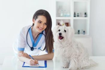 veterinarian with white dog