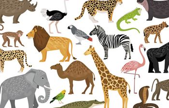 veterinary-set-of-african-animals-and-birds-450px-shutterstock-511410136-1.jpg