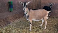 Goat receives mastectomy at UC Davis 