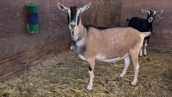Goat receives mastectomy at UC Davis 