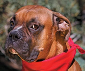 veterinary_wheatRidge_DonorDogs-757972-1384166727786.jpg