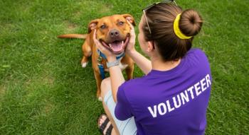 Compressed 2-dose melarsomine protocol is safe and effective in shelter dogs with heartworm, JAVMA trial finds