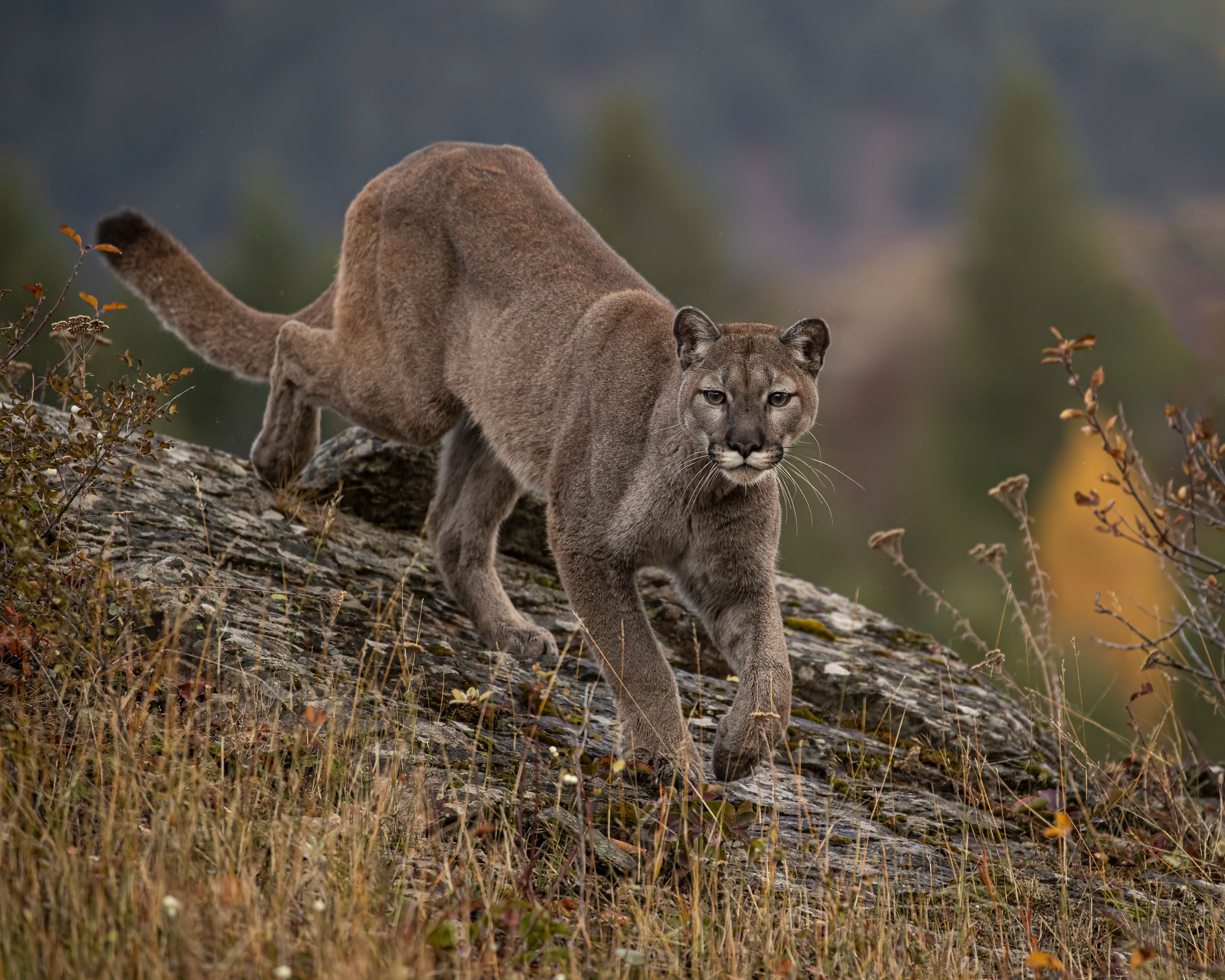 Rustrela virus variant identified in Colorado