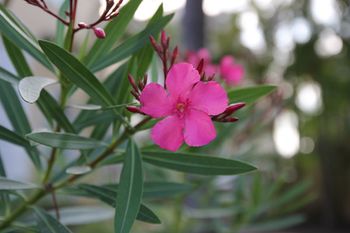veterinary_pink_oleander_single_flower_450.jpg
