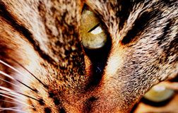 InteractiveCat8_250_flash-744669-1384180912472.jpg