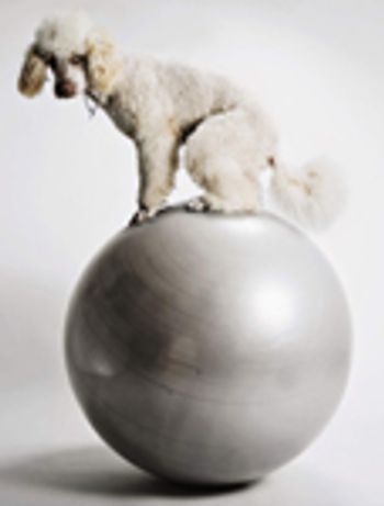 veterinary_balance_1110-693011-1384222200230.jpg