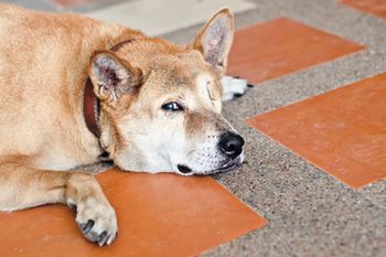 veterinary-dog-saddog-cry-506768908-flash-body.jpg
