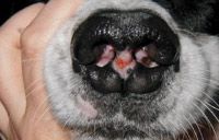 When To Consider Aspergillosis In Dogs