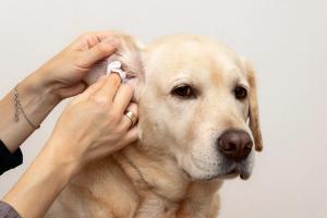 Growing miconazole resistance: There’s a reason that yeast ear infection is so stubborn