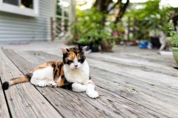 Senior cat