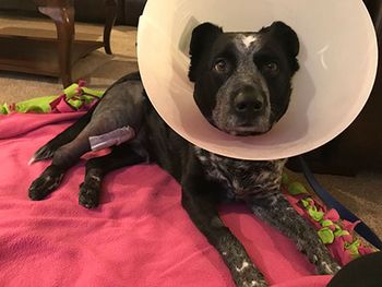 veterinary-blitz-conehead-450.jpg