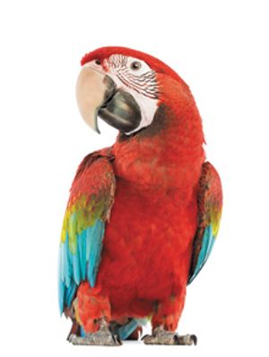 veterinary-parrot_168703105_220px.jpg