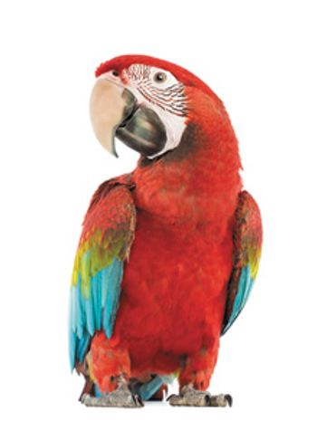 veterinary-parrot_168703105_220px.jpg
