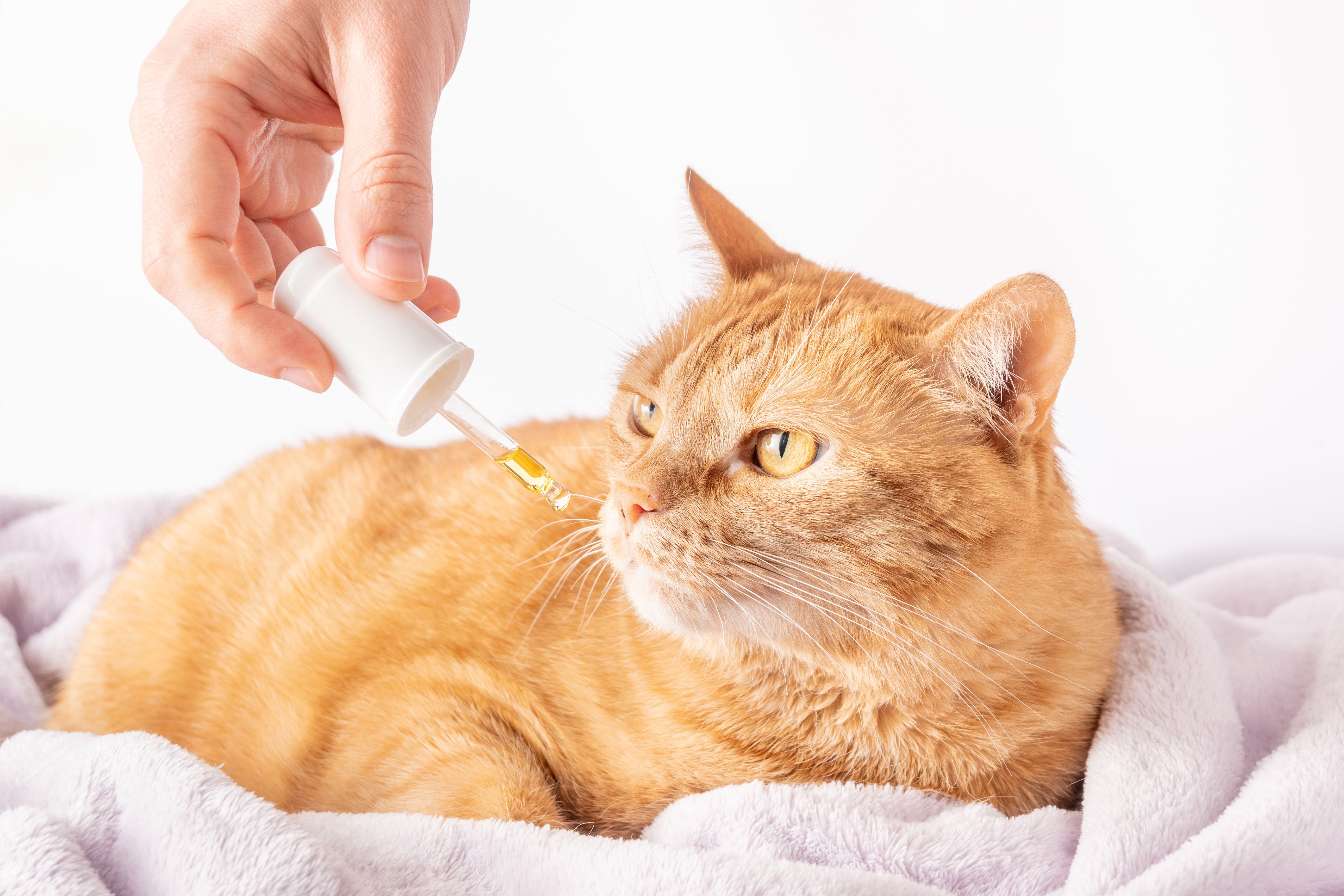 Controversy persists regarding CBD therapy Controversy persists regarding CBD therapy