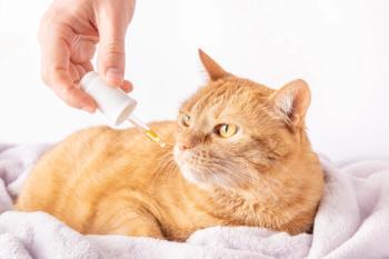 CBD for pets