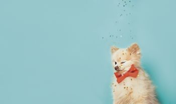 veterinary-cat-with-bow-450px-shutterstock-472455559.jpg