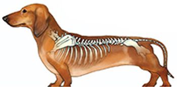 orivet-dachshund-200p.jpg