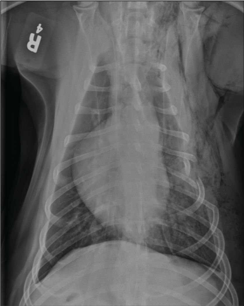 How Can You Tell If A Dog Has Broken Ribs how-can-you-tell-if-a-dog-has-broken-ribs