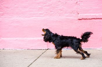 Veterinary-dog-bark-spaniel-AdobeStock_246281657_450.jpg