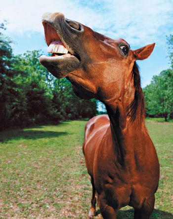 horsequiz_450.jpg