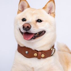 New stylish dog collar helps track dogs’ location 