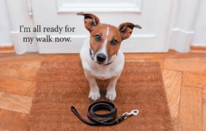 dog_leash_joint_supplements_450.jpg