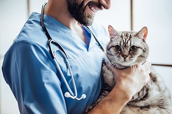 veterinary-cat-technician-shutterstock_760342279-450.jpg