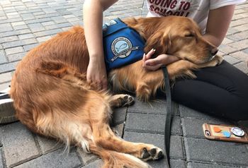 parkland-comfort-dog-sasha-450.jpg