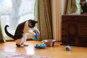 veterinary-nobowl-inarticle-2.jpg