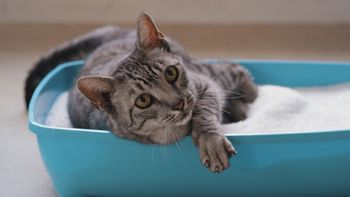 veterinary-prettylitter-cat-450.jpg